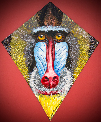 Mandrill Kite 3